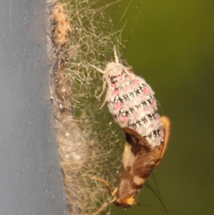 Anestia (genus) at Acton, ACT - 18 Mar 2019 11:54 AM