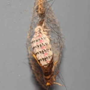 Anestia (genus) at Acton, ACT - 18 Mar 2019 11:54 AM