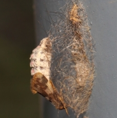 Anestia (genus) at Acton, ACT - 18 Mar 2019 11:54 AM