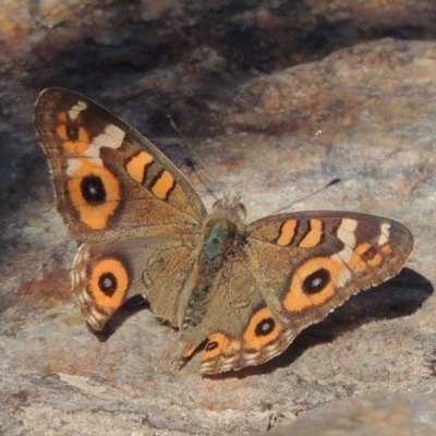 Junonia villida (Meadow Argus) at Paddys River, ACT - 20 Feb 2019 by MichaelBedingfield