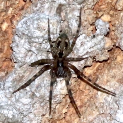 Miturga sp. (genus) at Guerilla Bay, NSW - 15 Mar 2019 by jb2602