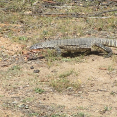 Varanus rosenbergi (Heath or Rosenberg's Monitor) at Rendezvous Creek, ACT - 12 Mar 2019 by WillO