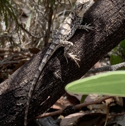 Amphibolurus muricatus (Jacky Lizard) at Tidbinbilla Nature Reserve - 10 Mar 2019 by Stringy