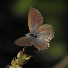 Theclinesthes serpentata (Saltbush Blue) at Stromlo, ACT - 19 Mar 2019 by JohnBundock