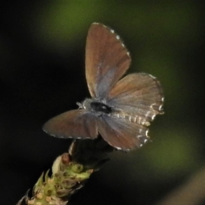 Theclinesthes serpentata (Saltbush Blue) at Stromlo, ACT - 19 Mar 2019 by JohnBundock