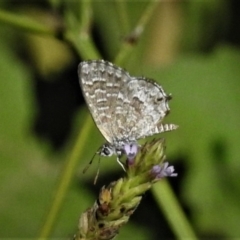 Theclinesthes serpentata at Stromlo, ACT - 20 Mar 2019