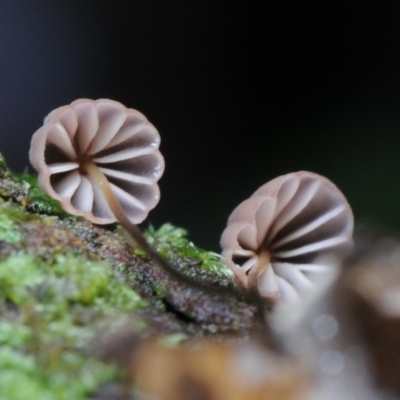 Marasmius sp. (Horse hair fungus) at Box Cutting Rainforest Walk - 19 Mar 2019 by Teresa