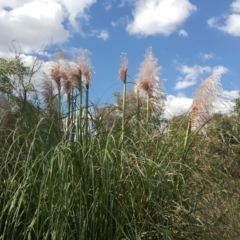Cortaderia selloana (Pampas Grass) at Wanniassa Hill - 20 Mar 2019 by Mike