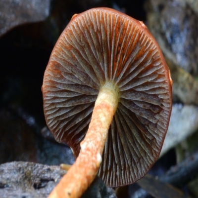 Leratiomcyes ceres (Red Woodchip Fungus) at Kianga, NSW - 19 Mar 2019 by Teresa