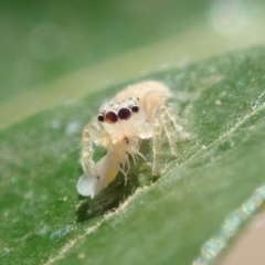 Salticidae (family) (Jumping spider) at Spence, ACT - 20 Mar 2019 by Laserchemisty