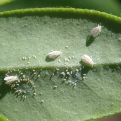 Aleyrodidae sp. (family) (Whitefly) at Spence, ACT - 19 Mar 2019 by Laserchemisty