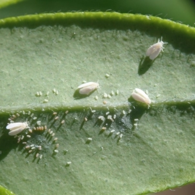 Aleyrodidae sp. (family) (Whitefly) at Spence, ACT - 20 Mar 2019 by Laserchemisty