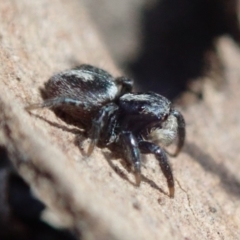 Salpesia sp. (genus) (Salpesia Jumping Spider) at Bruce, ACT - 20 Mar 2019 by Laserchemisty