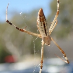 Argiope protensa (Long-tailed Argiope) at Bruce, ACT - 19 Mar 2019 by Laserchemisty