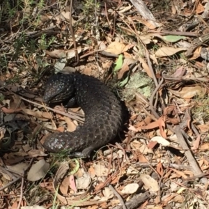 Tiliqua rugosa at Watson, ACT - 23 Feb 2019