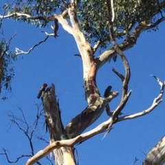 Callocephalon fimbriatum (Gang-gang Cockatoo) at Hackett, ACT - 16 Feb 2019 by Machew