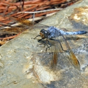 Orthetrum caledonicum at Molonglo Valley, ACT - 19 Mar 2019 01:39 PM