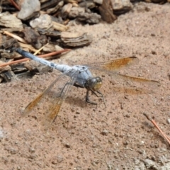 Orthetrum caledonicum at Molonglo Valley, ACT - 19 Mar 2019 01:39 PM