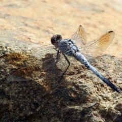 Orthetrum caledonicum at Molonglo Valley, ACT - 19 Mar 2019 01:39 PM