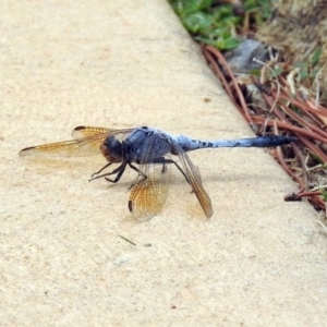 Orthetrum caledonicum at Molonglo Valley, ACT - 19 Mar 2019 01:39 PM