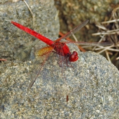 Diplacodes haematodes (Scarlet Percher) at National Zoo and Aquarium - 19 Mar 2019 by RodDeb