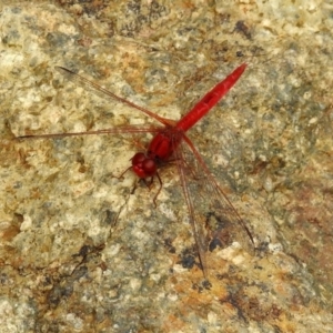 Diplacodes haematodes at Molonglo Valley, ACT - 19 Mar 2019