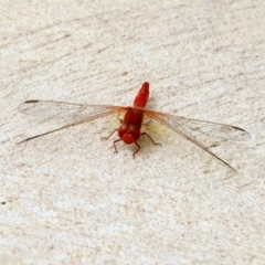 Diplacodes haematodes at Molonglo Valley, ACT - 19 Mar 2019