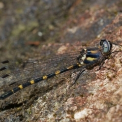 Cordulephya pygmaea (Common Shutwing) at Molonglo Valley, ACT - 19 Mar 2019 by RodDeb