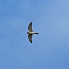 Falco cenchroides (Nankeen Kestrel) at Molonglo Valley, ACT - 19 Mar 2019 by RodDeb