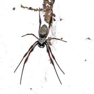 Trichonephila edulis at Acton, ACT - 19 Mar 2019