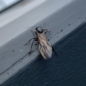 Iridomyrmex sp. (genus) at Greenway, ACT - 20 Mar 2019