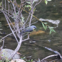 Eopsaltria australis (Eastern Yellow Robin) at Brindabella, NSW - 16 Mar 2019 by LisaH