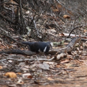 Leucosarcia melanoleuca at Brindabella, NSW - 16 Mar 2019