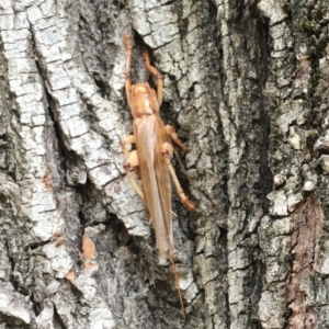 Paragryllacris sp. (genus) at Brindabella, NSW - 17 Mar 2019