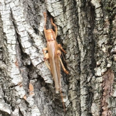 Paragryllacris sp. (genus) (Raspy or Tree cricket) at Brindabella, NSW - 16 Mar 2019 by LisaH