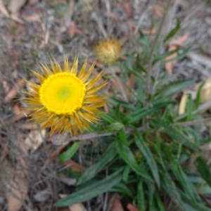 Coronidium oxylepis subsp. lanatum at Mongarlowe, NSW - 13 Mar 2019