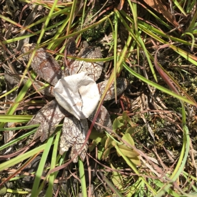 Astraeus hygrometricus (Barometer Earthstar) at Mongarlowe, NSW by LisaH