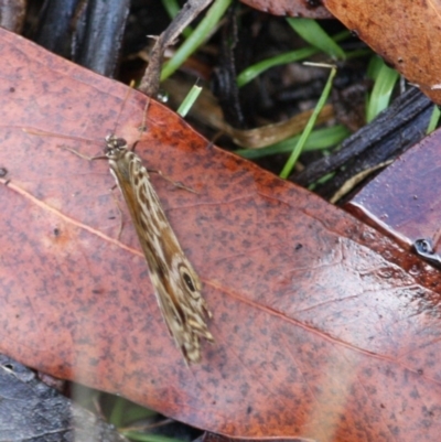 Geitoneura acantha (Ringed Xenica) at Budawang, NSW - 18 Mar 2019 by LisaH