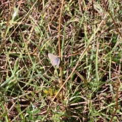 Zizina otis (Common Grass-Blue) at Mongarlowe, NSW - 18 Mar 2019 by LisaH