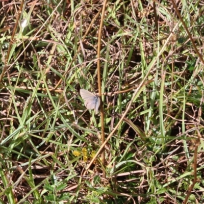 Zizina otis (Common Grass-Blue) at Mongarlowe, NSW - 18 Mar 2019 by LisaH