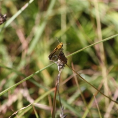 Taractrocera papyria (White-banded Grass-dart) at Budawang, NSW - 18 Mar 2019 by LisaH