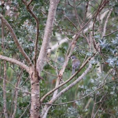 Colluricincla harmonica (Grey Shrikethrush) at Mongarlowe River - 18 Mar 2019 by LisaH