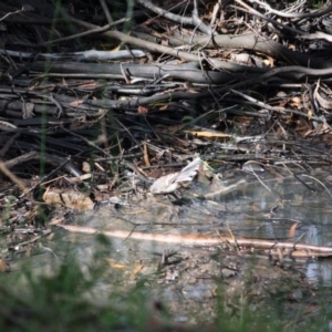 Rhipidura albiscapa at Mongarlowe, NSW - 18 Mar 2019