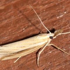 Hednota grammellus (Hednota grammellus) at Rosedale, NSW - 16 Mar 2019 by jbromilow50