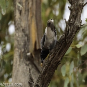 Coracina novaehollandiae at Symonston, ACT - 17 Mar 2019