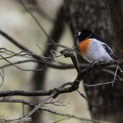 Petroica boodang (Scarlet Robin) at Mount Mugga Mugga - 17 Mar 2019 by BIrdsinCanberra