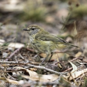 Acanthiza lineata at Symonston, ACT - 17 Mar 2019