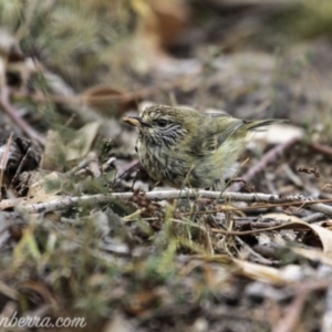 Acanthiza lineata at Symonston, ACT - 17 Mar 2019