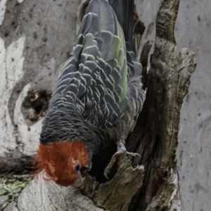 Callocephalon fimbriatum at Garran, ACT - suppressed