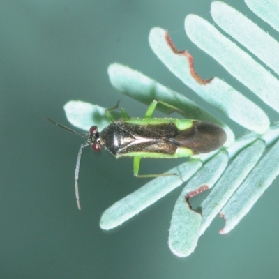 Miridae (family) (Unidentified plant bug) at Hall, ACT - 16 Mar 2019 by Harrisi